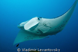Elegance in motion! Manta ray enjoying the tidal current ... by Vladimir Levantovsky 